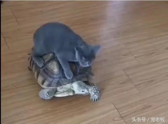 猫咪把乌龟当车子 骑乌龟背上行走 乌龟要崩溃了!