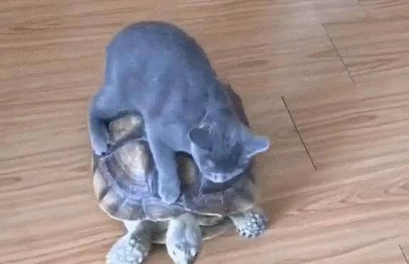 猫咪把乌龟当车子 骑乌龟背上行走 乌龟要崩溃了!