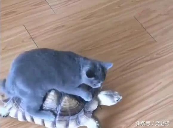 猫咪把乌龟当车子 骑乌龟背上行走 乌龟要崩溃了!