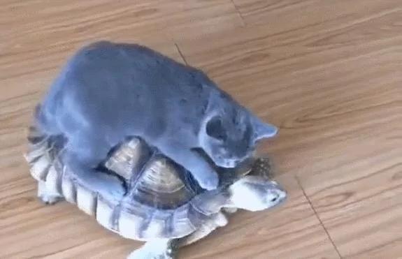 猫咪把乌龟当车子 骑乌龟背上行走 乌龟要崩溃了!