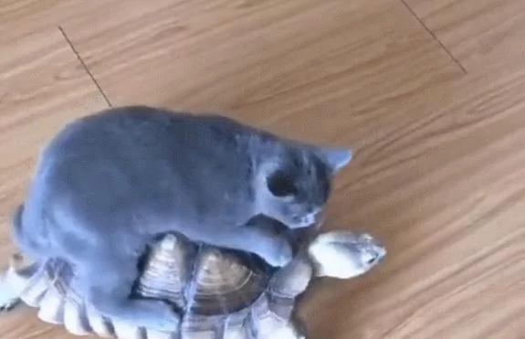 猫咪把乌龟当车子 骑乌龟背上行走 乌龟要崩溃了!