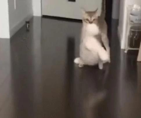 猫咪把兔玩具当孩子 天天叼着四处跑 主人都不许拿!