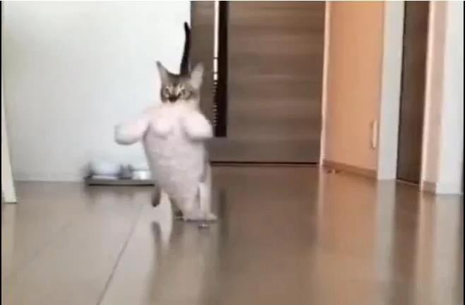 猫咪把兔玩具当孩子 天天叼着四处跑 主人都不许拿!