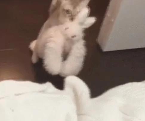 猫咪把兔玩具当孩子 天天叼着四处跑 主人都不许拿!