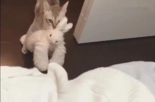 猫咪把兔玩具当孩子 天天叼着四处跑 主人都不许拿!