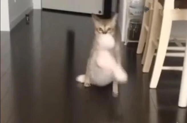 猫咪把兔玩具当孩子 天天叼着四处跑 主人都不许拿!