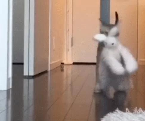 猫咪把兔玩具当孩子 天天叼着四处跑 主人都不许拿!