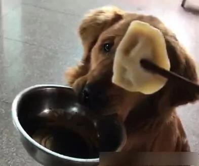 爱吃饺子的金毛 只要主人吃饺子 立马叼着饭盆看着你 超可爱!