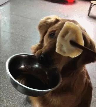 爱吃饺子的金毛 只要主人吃饺子 立马叼着饭盆看着你 超可爱!