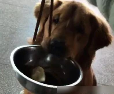 爱吃饺子的金毛 只要主人吃饺子 立马叼着饭盆看着你 超可爱!