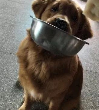 爱吃饺子的金毛 只要主人吃饺子 立马叼着饭盆看着你 超可爱!