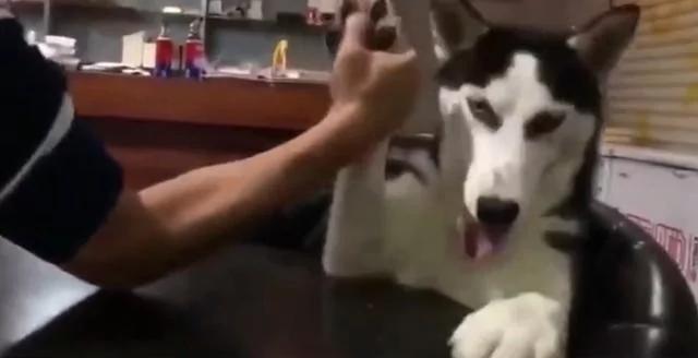 主人和哈士奇扳手腕输了 狗狗的表情全程满分!