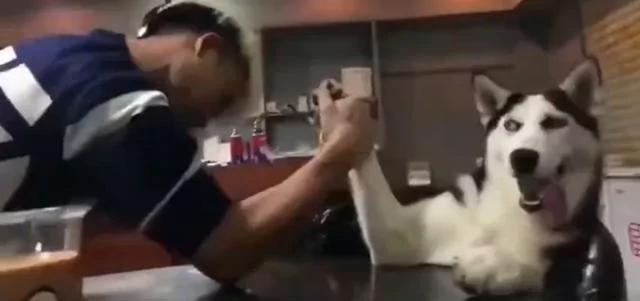 主人和哈士奇扳手腕输了 狗狗的表情全程满分!