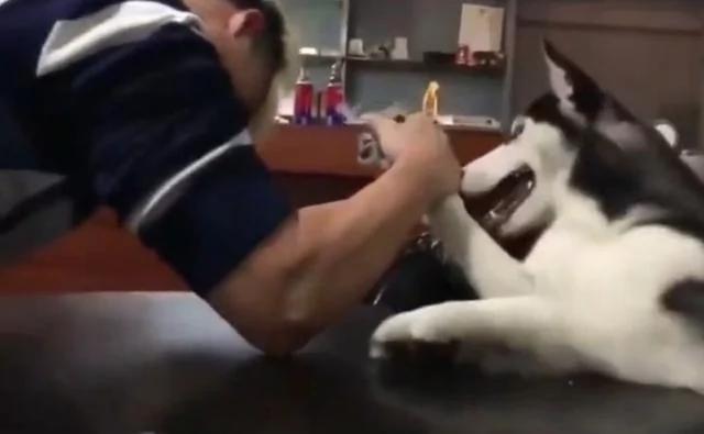 主人和哈士奇扳手腕输了 狗狗的表情全程满分!