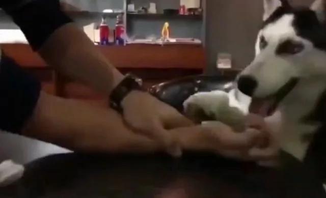 主人和哈士奇扳手腕输了 狗狗的表情全程满分!