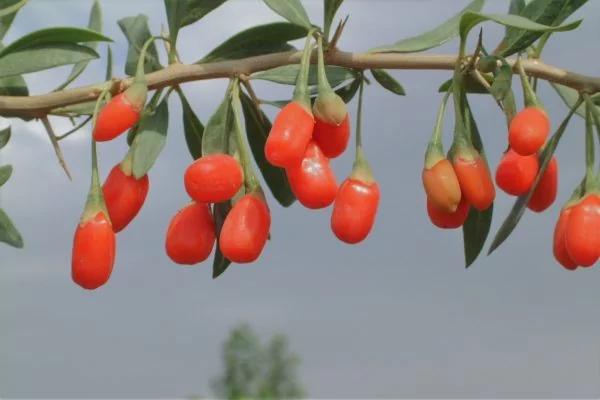 保养眼睛可以每天吃「枸杞」吗?有的人体质不适合