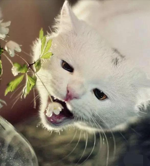 树上长了2只2万块钱的布偶猫 美到路人纷纷拍照!