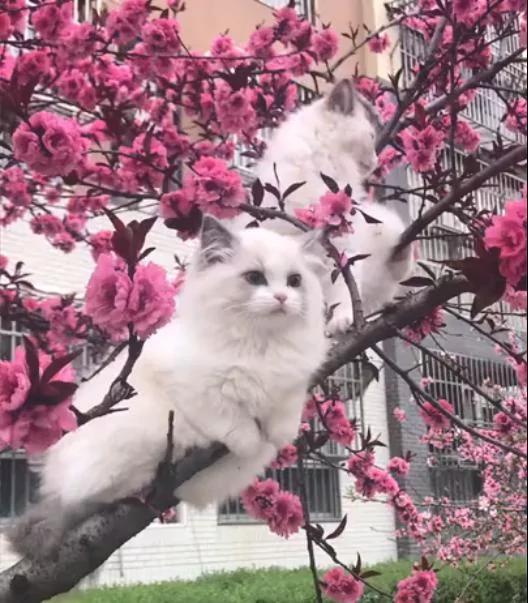 树上长了2只2万块钱的布偶猫 美到路人纷纷拍照!
