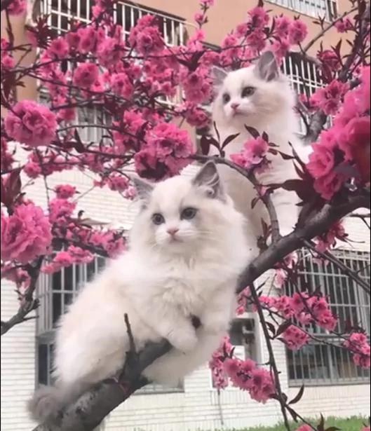 树上长了2只2万块钱的布偶猫 美到路人纷纷拍照!