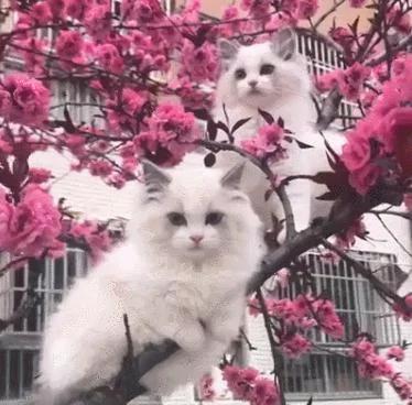 树上长了2只2万块钱的布偶猫 美到路人纷纷拍照!