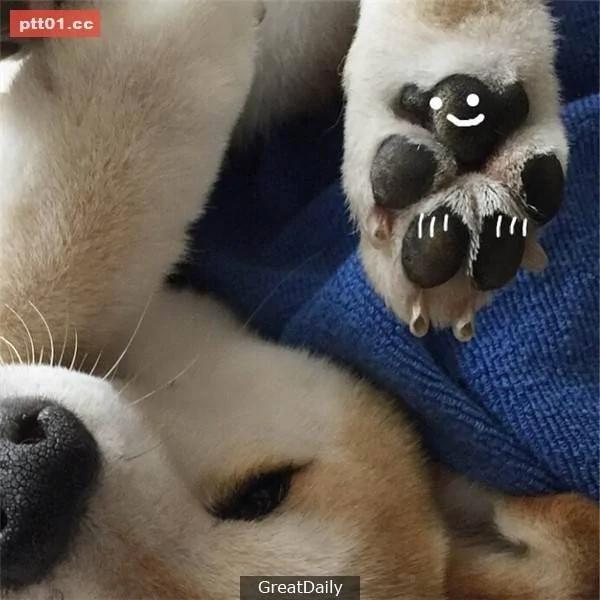这只睡死的柴犬被主人疯狂恶搞 尽管鲷鱼烧在脸前仍旧是无动于衷!