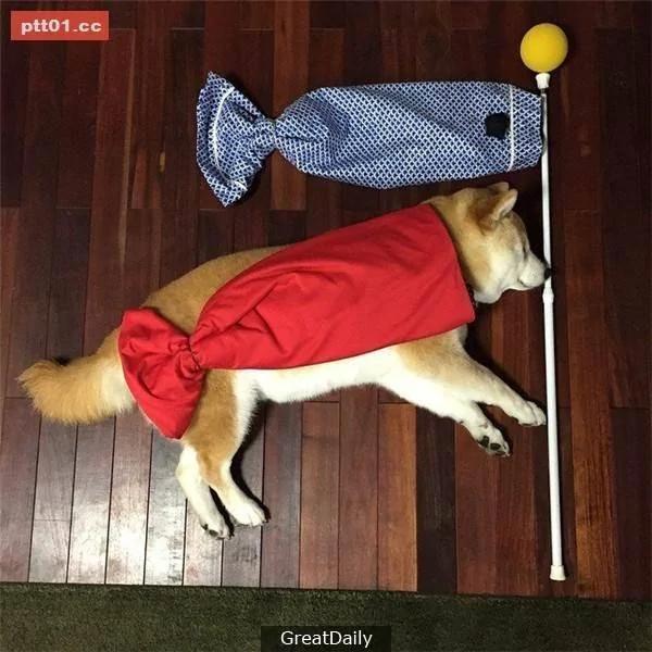 这只睡死的柴犬被主人疯狂恶搞 尽管鲷鱼烧在脸前仍旧是无动于衷!