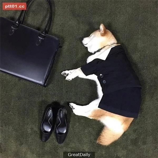 这只睡死的柴犬被主人疯狂恶搞 尽管鲷鱼烧在脸前仍旧是无动于衷!