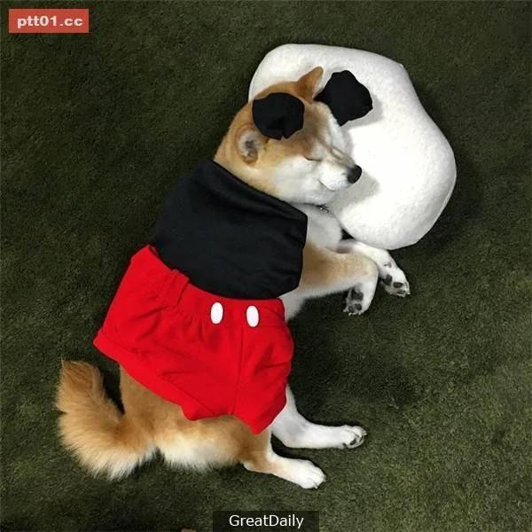 这只睡死的柴犬被主人疯狂恶搞 尽管鲷鱼烧在脸前仍旧是无动于衷!