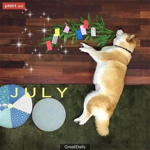 这只睡死的柴犬被主人疯狂恶搞 尽管鲷鱼烧在脸前仍旧是无动于衷!