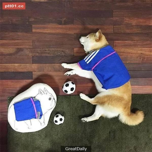 这只睡死的柴犬被主人疯狂恶搞 尽管鲷鱼烧在脸前仍旧是无动于衷!