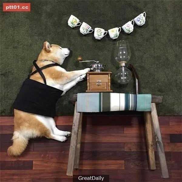 这只睡死的柴犬被主人疯狂恶搞 尽管鲷鱼烧在脸前仍旧是无动于衷!