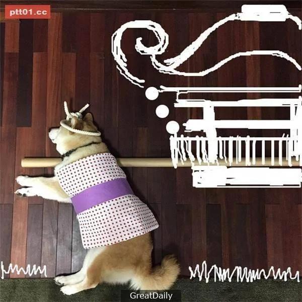 这只睡死的柴犬被主人疯狂恶搞 尽管鲷鱼烧在脸前仍旧是无动于衷!