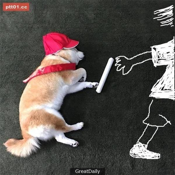 这只睡死的柴犬被主人疯狂恶搞 尽管鲷鱼烧在脸前仍旧是无动于衷!