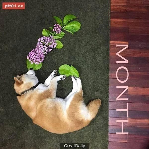 这只睡死的柴犬被主人疯狂恶搞 尽管鲷鱼烧在脸前仍旧是无动于衷!