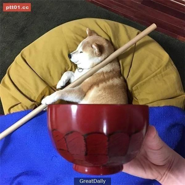 这只睡死的柴犬被主人疯狂恶搞 尽管鲷鱼烧在脸前仍旧是无动于衷!