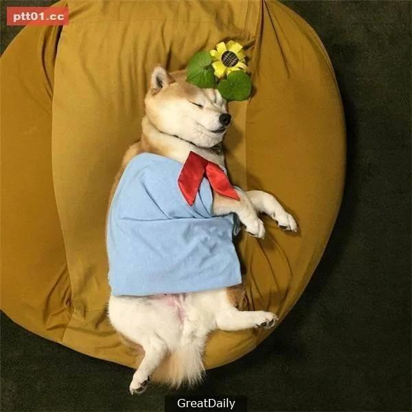 这只睡死的柴犬被主人疯狂恶搞 尽管鲷鱼烧在脸前仍旧是无动于衷!