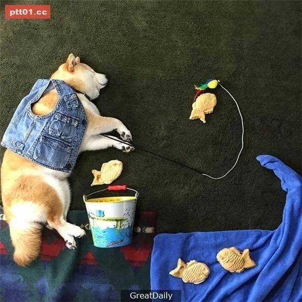 这只睡死的柴犬被主人疯狂恶搞 尽管鲷鱼烧在脸前仍旧是无动于衷!