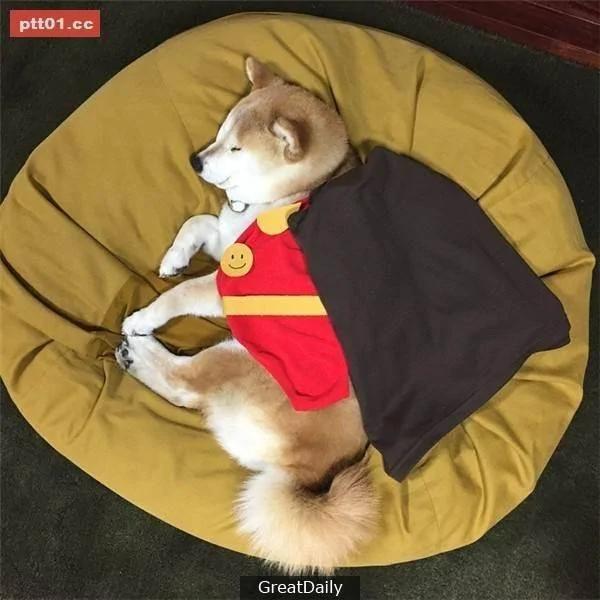 这只睡死的柴犬被主人疯狂恶搞 尽管鲷鱼烧在脸前仍旧是无动于衷!