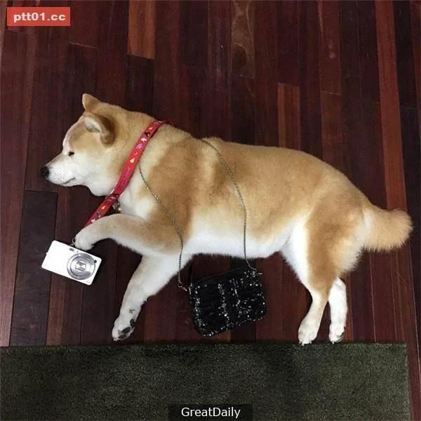 这只睡死的柴犬被主人疯狂恶搞 尽管鲷鱼烧在脸前仍旧是无动于衷!