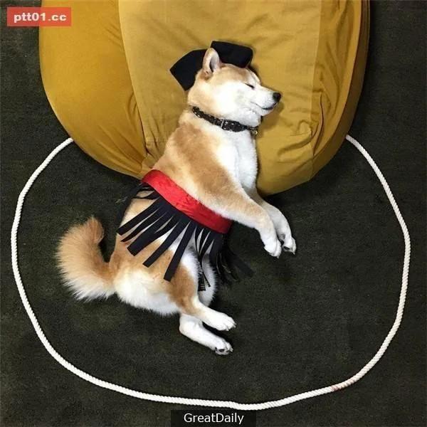 这只睡死的柴犬被主人疯狂恶搞 尽管鲷鱼烧在脸前仍旧是无动于衷!