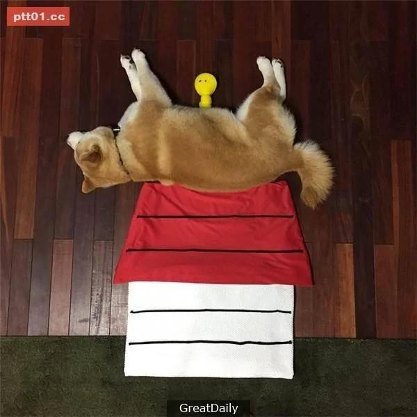 这只睡死的柴犬被主人疯狂恶搞 尽管鲷鱼烧在脸前仍旧是无动于衷!