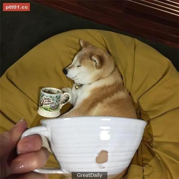 这只睡死的柴犬被主人疯狂恶搞 尽管鲷鱼烧在脸前仍旧是无动于衷!