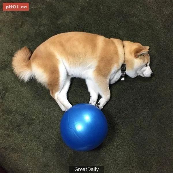 这只睡死的柴犬被主人疯狂恶搞 尽管鲷鱼烧在脸前仍旧是无动于衷!