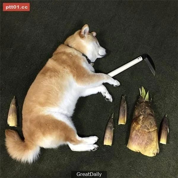 这只睡死的柴犬被主人疯狂恶搞 尽管鲷鱼烧在脸前仍旧是无动于衷!