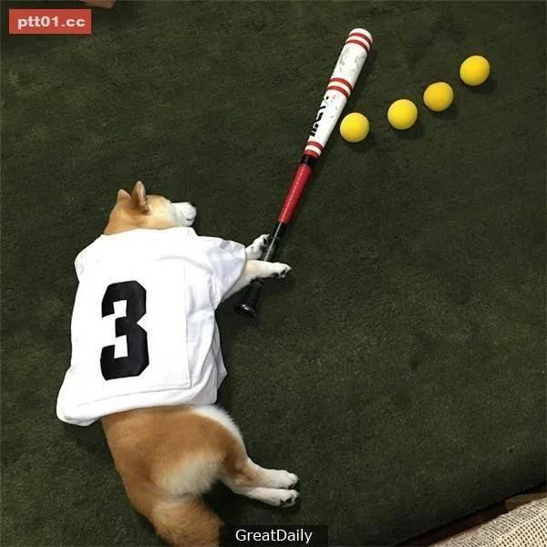 这只睡死的柴犬被主人疯狂恶搞 尽管鲷鱼烧在脸前仍旧是无动于衷!