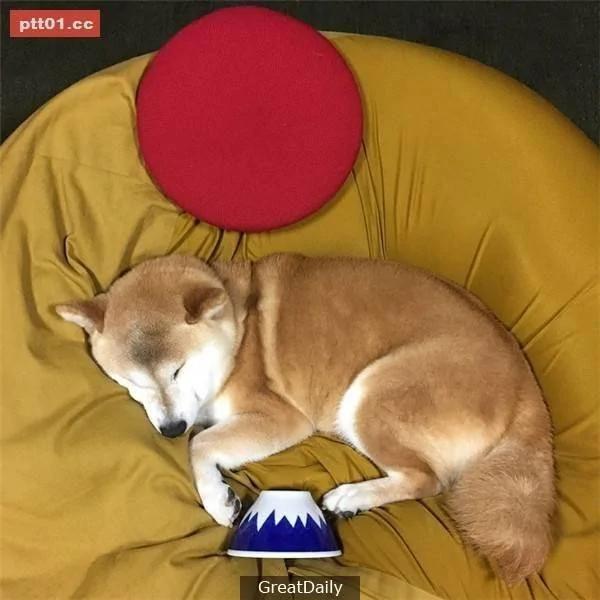 这只睡死的柴犬被主人疯狂恶搞 尽管鲷鱼烧在脸前仍旧是无动于衷!