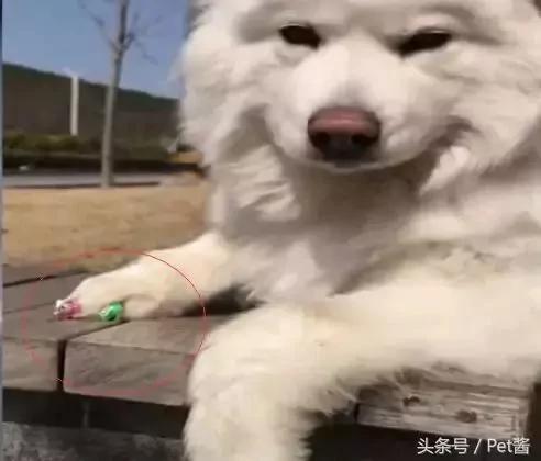 出差把狗狗托付给女朋友照顾 回家后发现狗狗好像抑郁了!