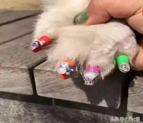 出差把狗狗托付给女朋友照顾 回家后发现狗狗好像抑郁了!