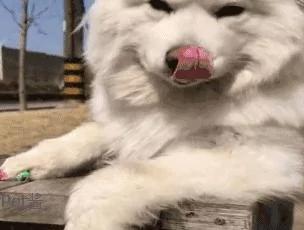 出差把狗狗托付给女朋友照顾 回家后发现狗狗好像抑郁了!