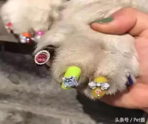 出差把狗狗托付给女朋友照顾 回家后发现狗狗好像抑郁了!